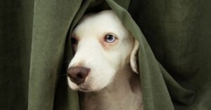 Noise phobia in dogs. Fourth of July