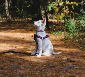 Keep your dog active when it's too hot outside