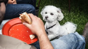 Summer foods for dogs