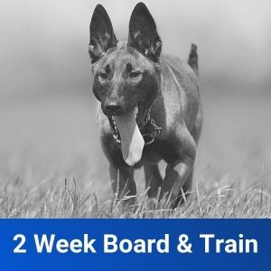 2 week board and train chicago dog training