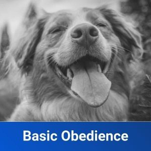 basic obedience chicago dog training