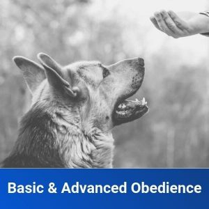 basic and advanced obedience chicago dog training