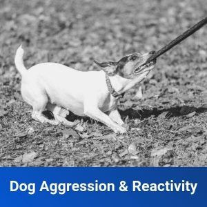 Dog Aggression & Reactivity