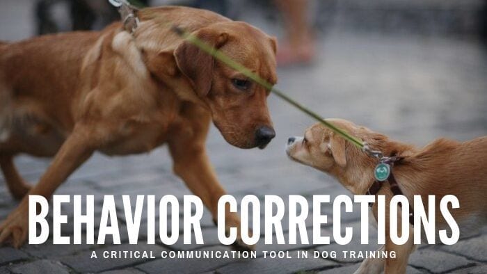 chicago behavior corrections dog training