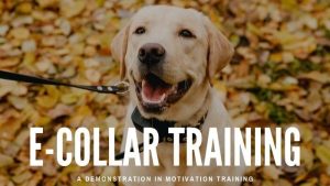chicago ecollar dog training