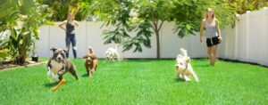 Keep your dog active when it's too hot outside