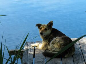 Beat the Heat: Signs of Overheating and How to Prevent It