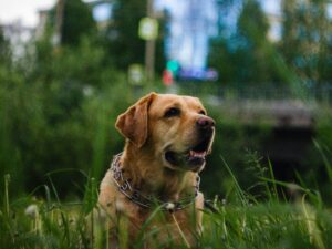Beat the Heat: Signs of Overheating and How to Prevent It