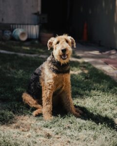 Backyard Safety for Dogs: BBQs, Kids, and Distractions