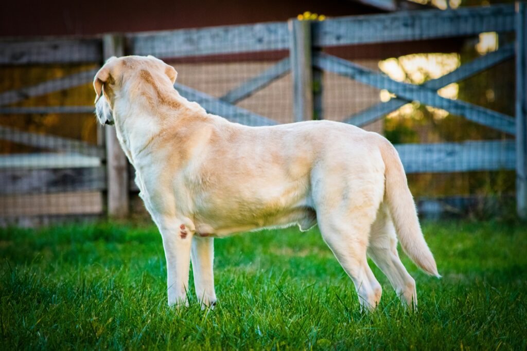 Backyard Safety for Dogs: BBQs, Kids, and Distractions
