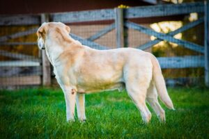Backyard Safety for Dogs: BBQs, Kids, and Distractions
