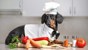 Summer foods for dogs