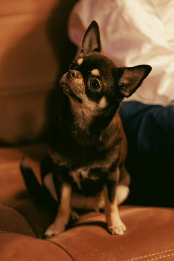 Preparing Your Dog for Back-to-School Schedule Changes