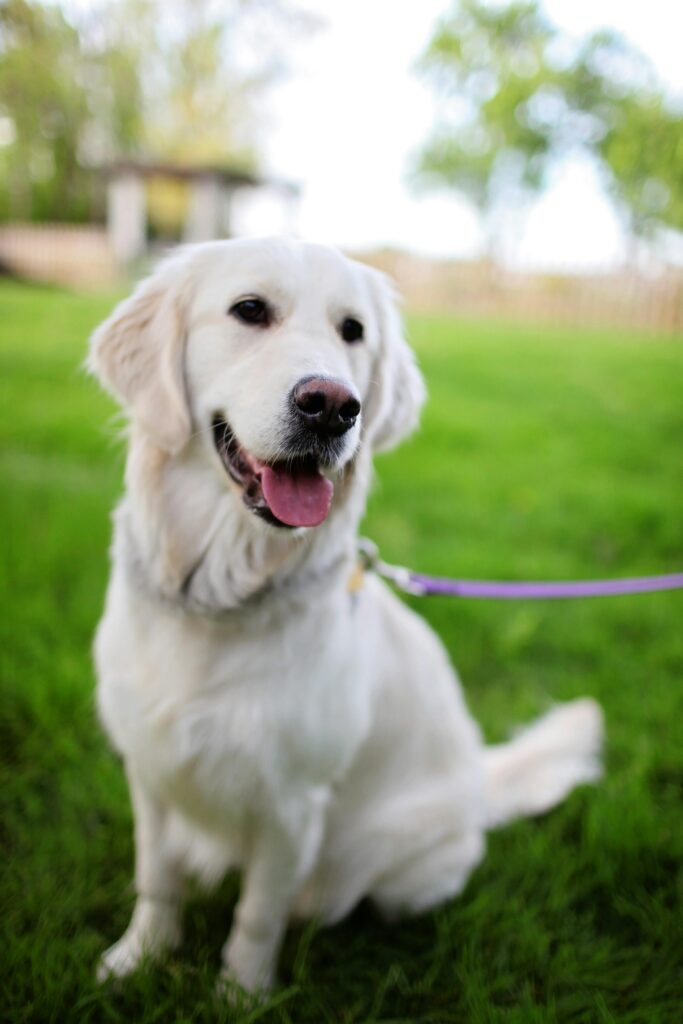 Mastering Loose Leash Walking Before Fall Adventures Begin 