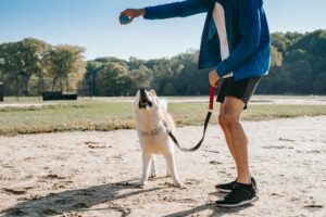 Mastering Loose Leash Walking Before Fall Adventures Begin