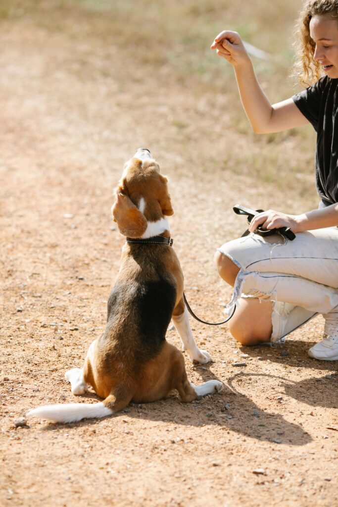 Obedience Training: A Powerful Lifelong Journey 