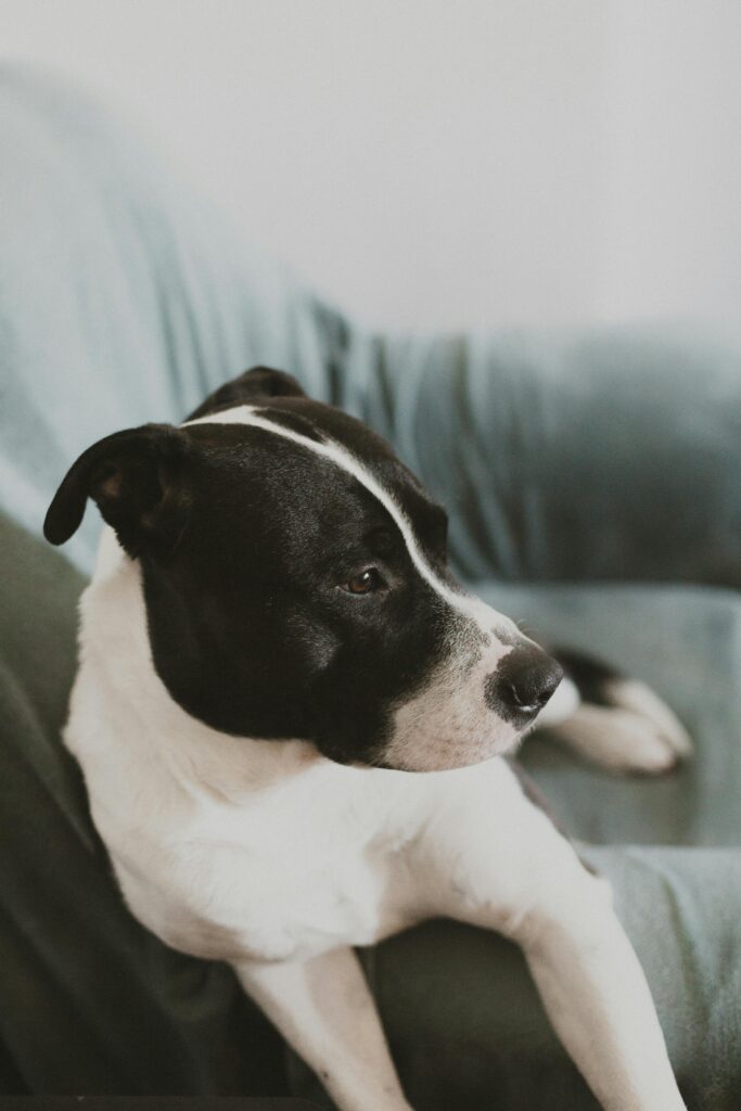 Busy Dog Owners: Proven Ways to Reinforce Training