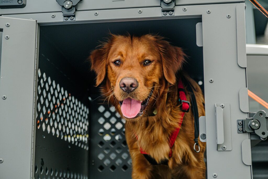 Crate Training 101: The Simple Positive Approach