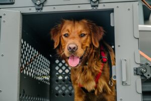 Crate Training 101: The Simple Positive Approach