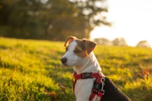 Dog Parks vs. Structured Play: What’s Better for Training?