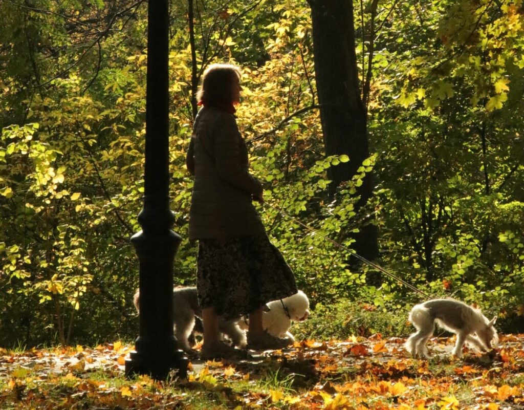 Top 5 Exciting Fall Dog Activities That Reinforce Obedience