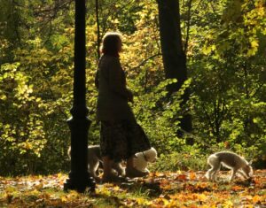 Top 5 Exciting Fall Dog Activities That Reinforce Obedience