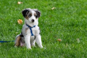 Leash Reactivity: Powerful Causes, Fixes, & Myths Explained