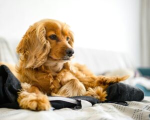 How to Introduce a New Dog and Avoid the Chaos