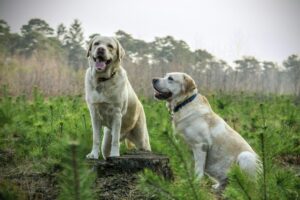 Multi-Dog Success: Expert Training Tips for a Happy Pack
