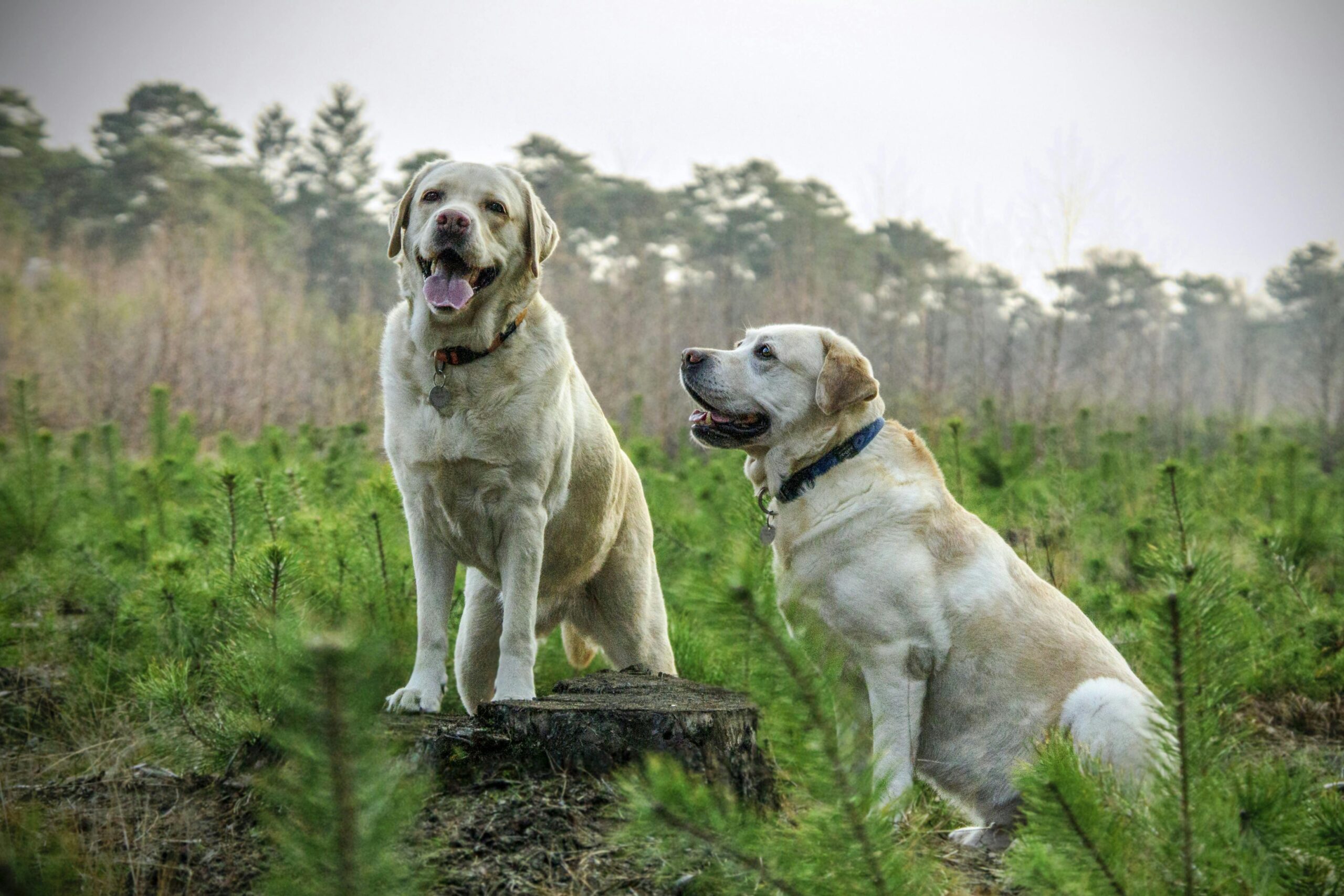 Multi-Dog Success: Expert Training Tips for a Happy Pack