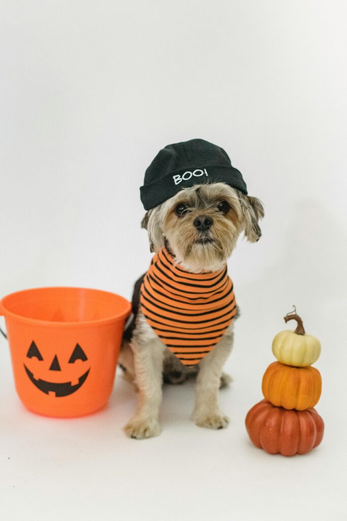 Spooky Halloween with Dogs: Fun Costumes, Candy, and Chaos 