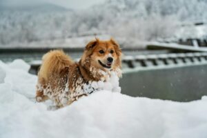 Winter Dog Training: Why Cold Months Are Perfect for Maximum Progress