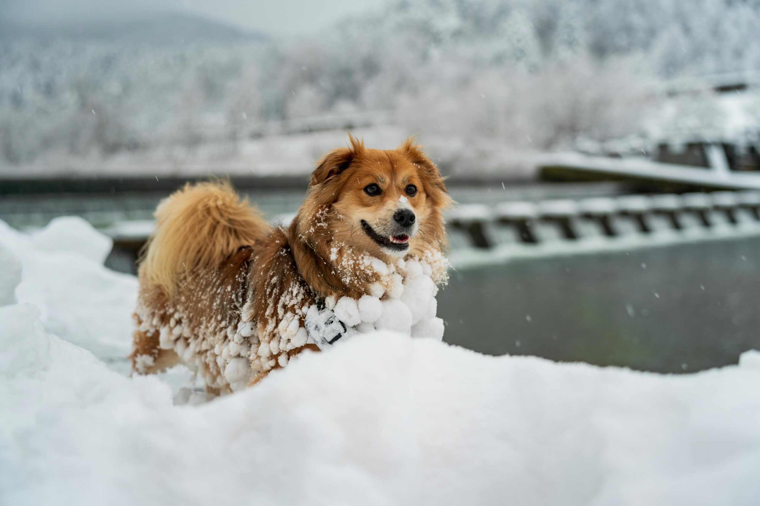 Winter Dog Training: Why Cold Months Are Perfect for Maximum Progress